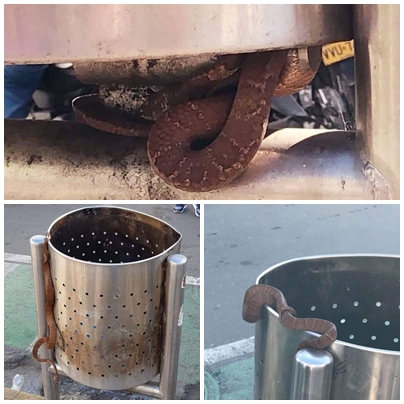 Serpiente Canasta
