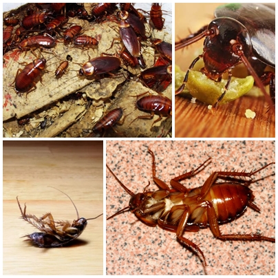 Cucarachas
