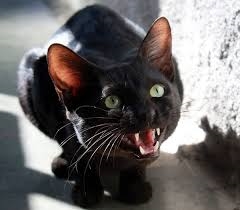 Gato furioso 2