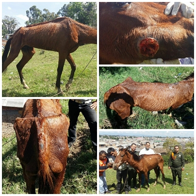 Caballito 6