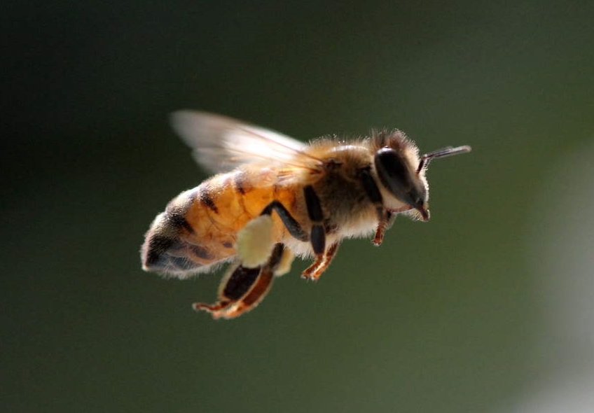 ABEJA
