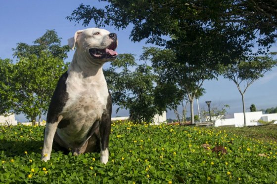 Perro