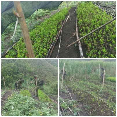 LOTES DE COCA