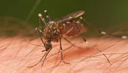 ZIKA