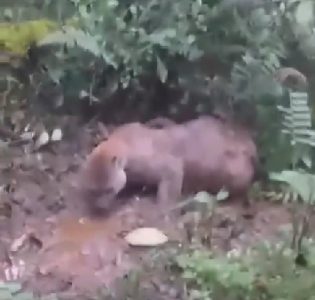 Puma Concolor